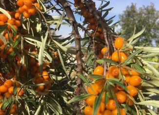 Участок на продажу, 6 сот., Томская область