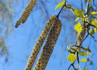 Продается участок, 1500 сот., деревня Аркашево